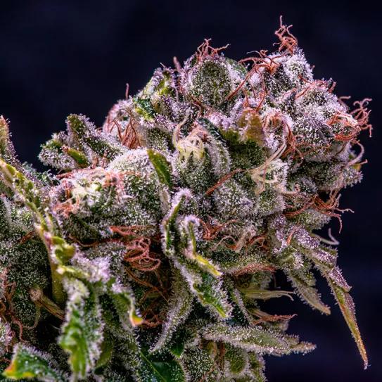 Runtz x Kosher Kush 