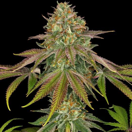 Barney’s Farm strain story Wedding Cake
