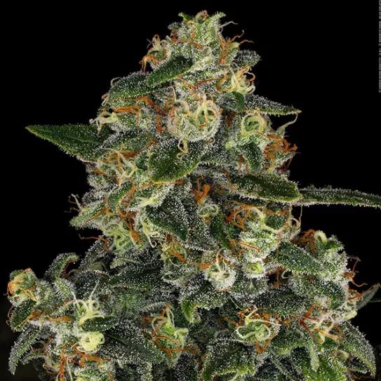 Blue Gelato 41