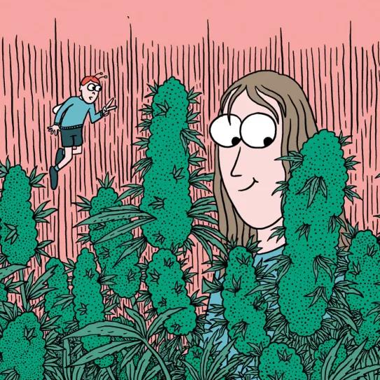 La cosecha de las sativas en exterior: trucos y claves