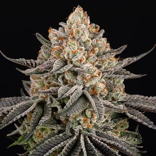 Super Boof, de Barney’s Farm 