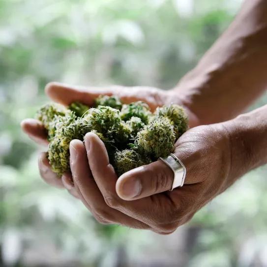 California entregará más de 18 millones de dólares para que personas afectadas por la prohibición puedan ingresar a la industria del cannabis