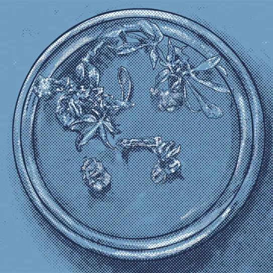 Reproducción ‘in vitro’ de plantas 