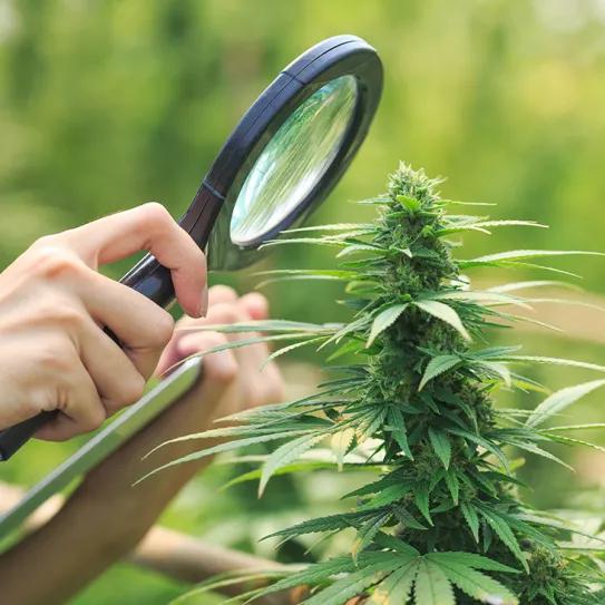 Descubren un nuevo cannabinoide: la cannabielsoxa