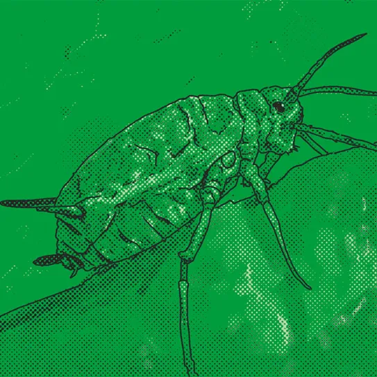 Mantener los bichos primaverales fuera del ‘indoor’ 