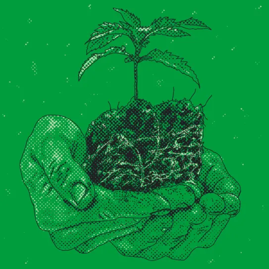 ¿Cómo decido cuándo trasplantar? 