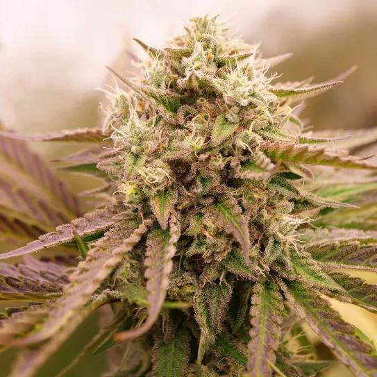Appalachian Kush Early Version de World of Seeds