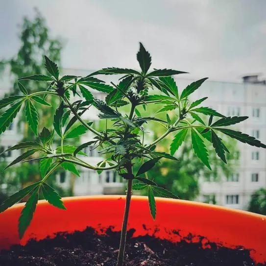 República Checa despenaliza el autocultivo de cannabis