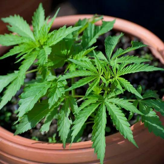 Se archiva proyecto de autocultivo en Paraguay