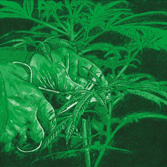 Defoliación, ¿sí o no?