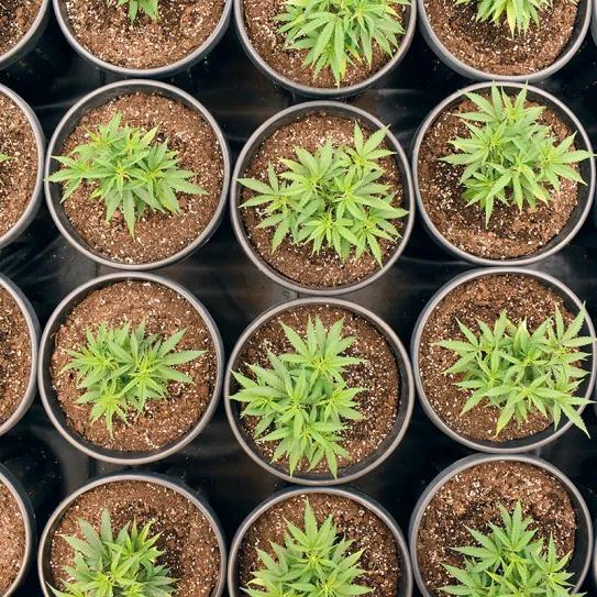 Cómo escoger a la campeona: guía para seleccionar una gran planta madre