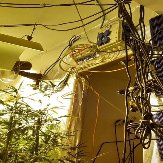 Endesa atribuye masivo fraude eléctrico a cultivos de cannabis indoor