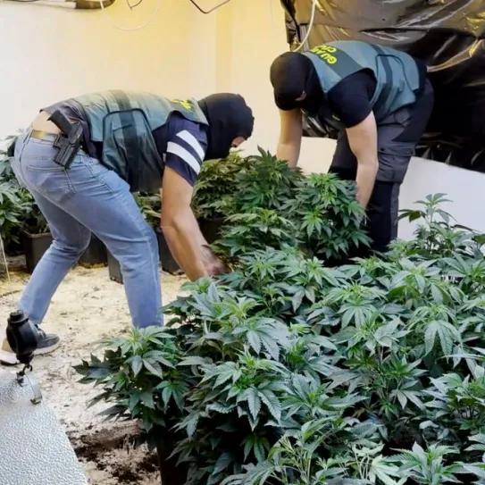 Desarticulan una red internacional de cultivo y tráfico de marihuana en Granada