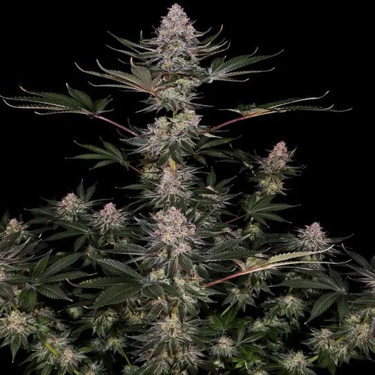 Super Boof protagoniza el espectáculo de la variedad del año