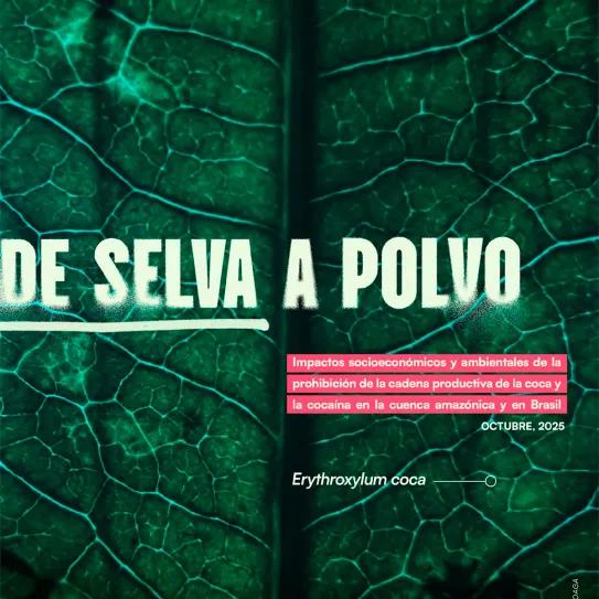 De selva a polvo es el nombre del extenso informe publicado por la coalición internacional Intersection – Land Use, Drug Policy and Climate Justice