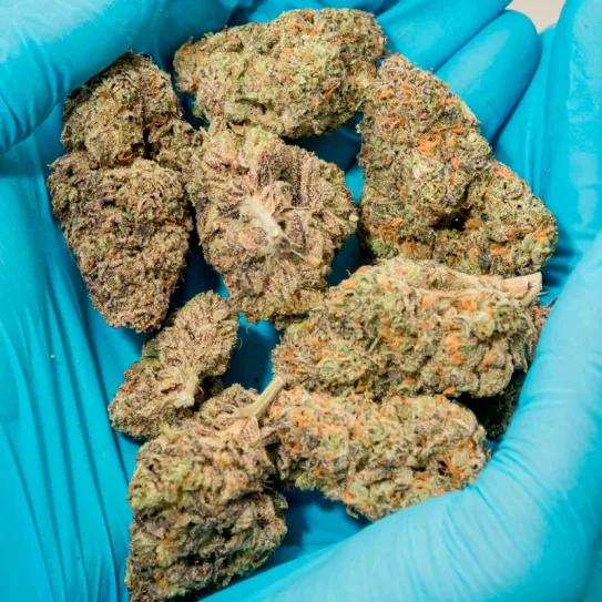 El cannabis medicinal crece y se vuelve más potente en el Reino Unido