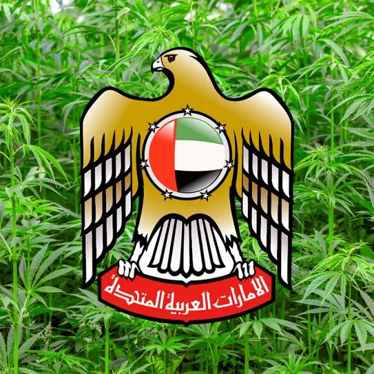 Emiratos Árabes regula el cáñamo industrial 