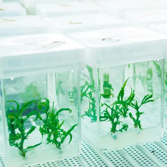 El cultivo de tejidos ayuda a ordenar la genética cannábica