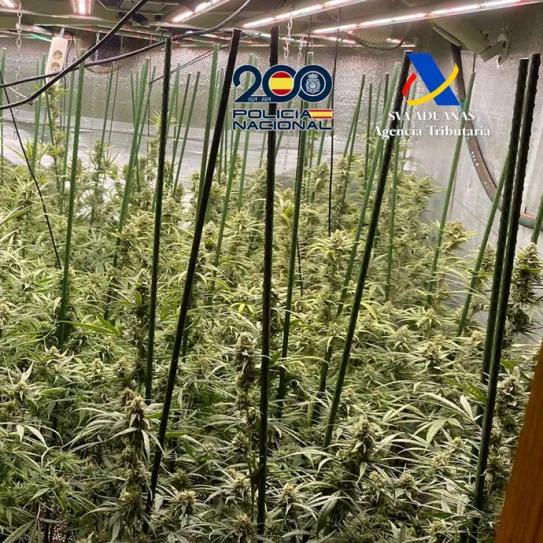 Cae una red Madrid-Toledo que enviaba marihuana al norte de Europa