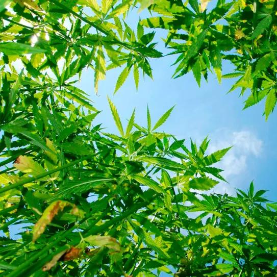 El sector del cáñamo apuesta por crecer más allá de la regulación