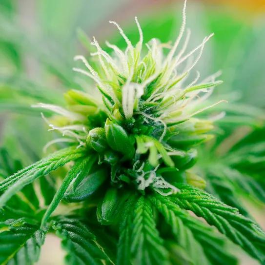 La razón detrás de la mayor producción de CBD en plantas hembra 