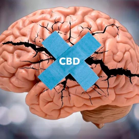 El potencial del CBD después de un traumatismo en la cabeza