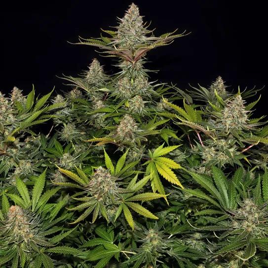 Biscotti Barney's Farm