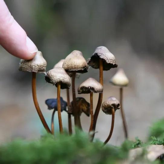 Los hongos psilocibios de Finlandia están bajo la ley penal