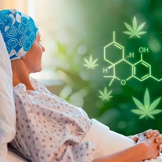 Cáncer y cannabis medicinal: un sondeo reabre el debate británico