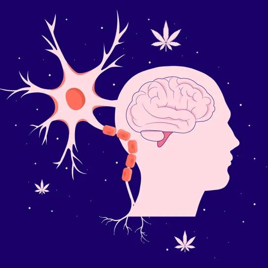 El cannabidiol reduce el dolor neuropático central