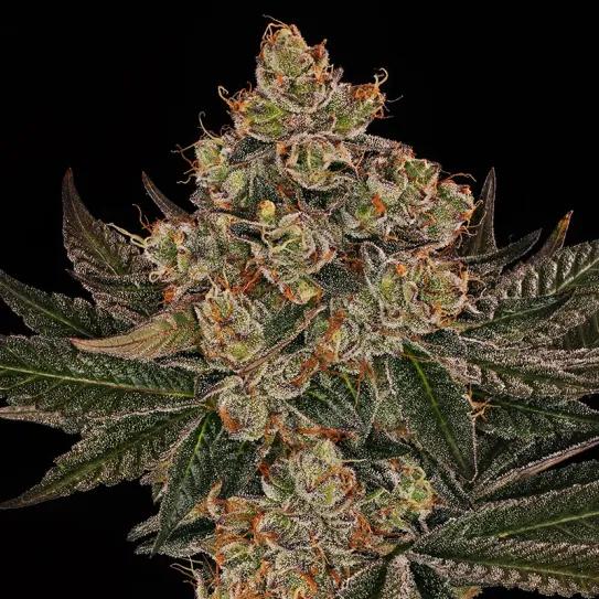 Jelly Cake, de Barney’s Farm