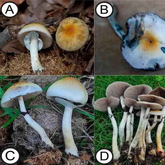 Psilocybe ochraceocentrata