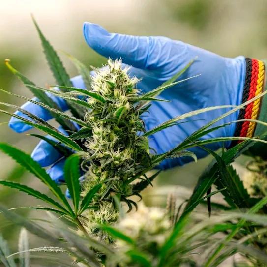 Alemania consolida sus asociaciones de cultivo de cannabis