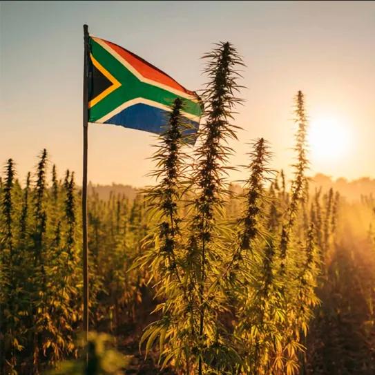 Sudáfrica sueña con una industria millonaria del cáñamo