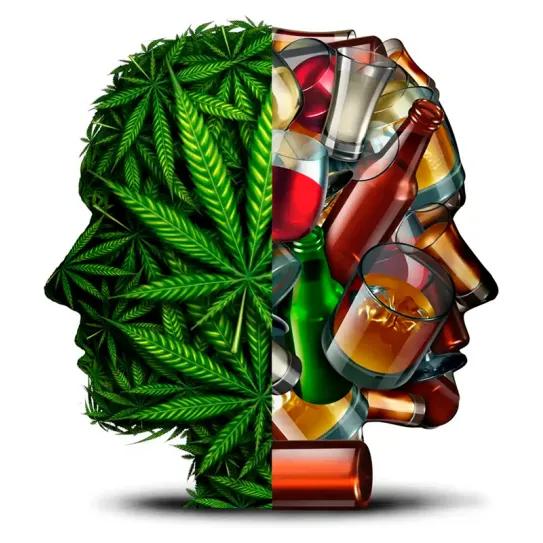 CBN y THCV muestran ventaja frente al CBD contra el alcohol