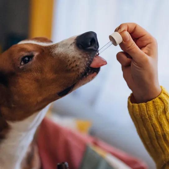 Maryland protege a veterinarios que hablen de cannabis animal