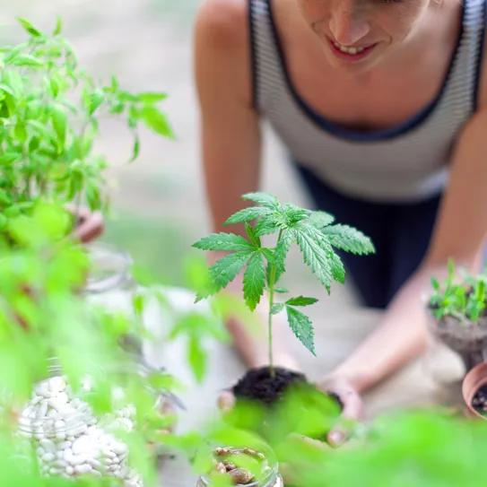 Crece el apoyo al autocultivo por temor a los pesticidas