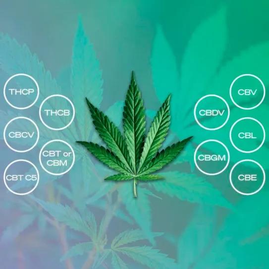 El potencial antiinflamatorio de los cannabinoides menores