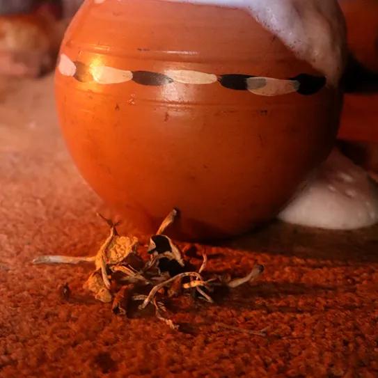 Lesoto documenta una tradición propia de psilocibina