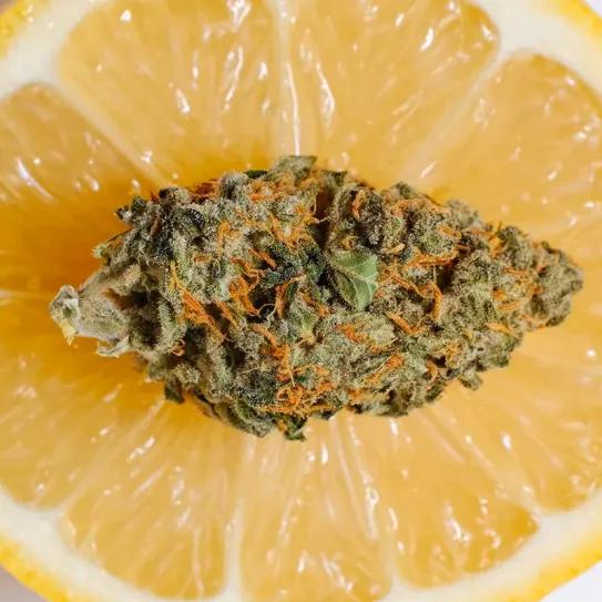 Del aroma cítrico al tropical gas: la evolución de las genéticas Lemon