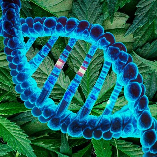 Tres genes están explicando cómo el cannabis define su sexo