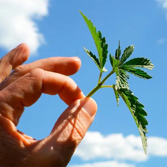 Estudian el potencial anticancerígeno del cannabis