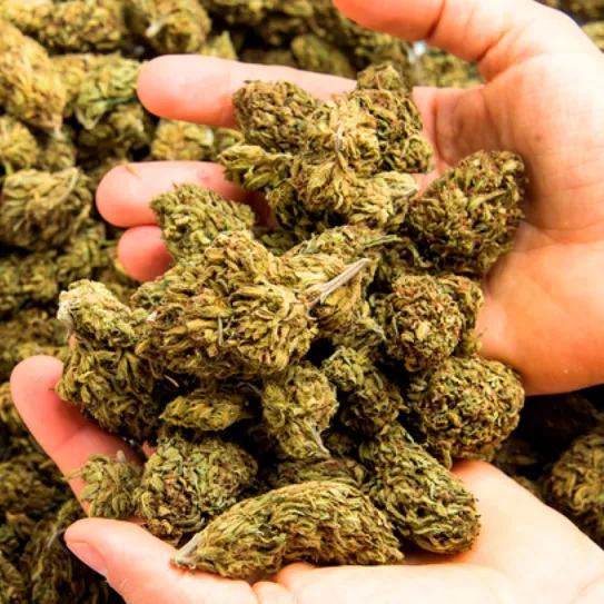 Los mercados de cannabis sienten el peso de la sobreoferta