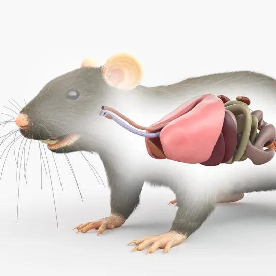 El cannabidiol redujo daño pulmonar en ratas
