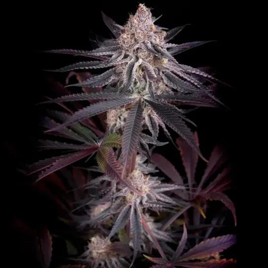 Genética, terpenos y cannabinoides: análisis técnico de variedades modernas