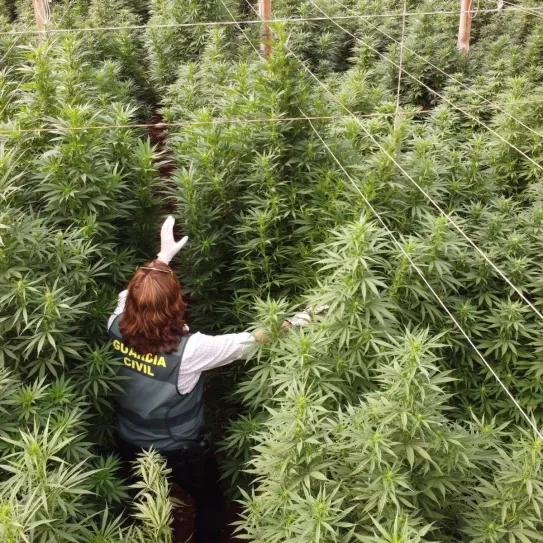 Interior estima un 76 % menos de plantas de cannabis incautadas