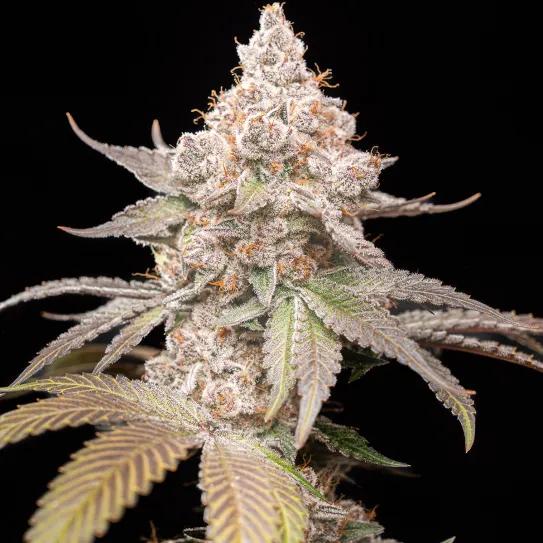 Pilot, de World Breeders