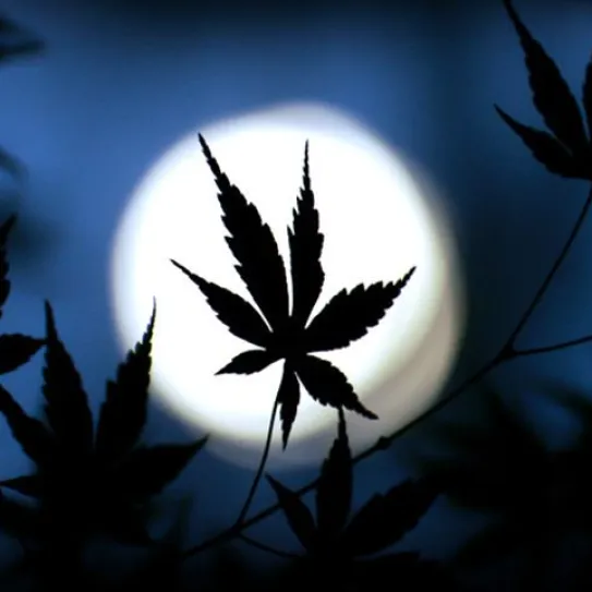 la luna en el cultivo