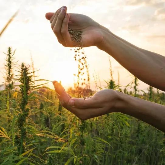 Australia busca destrabar la industria del cáñamo 
