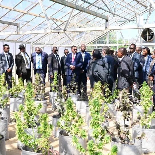 Botsuana prepara el terreno para cultivar cáñamo industrial